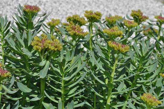 Image of stonecrop