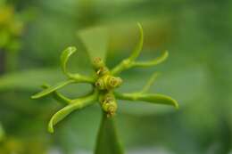 Image of Mistletoe