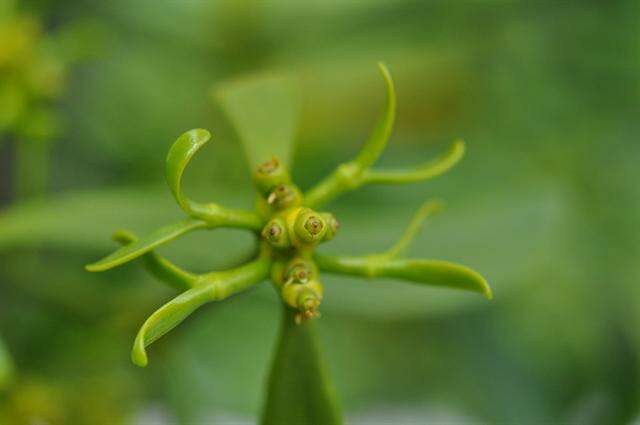 Image of Mistletoe