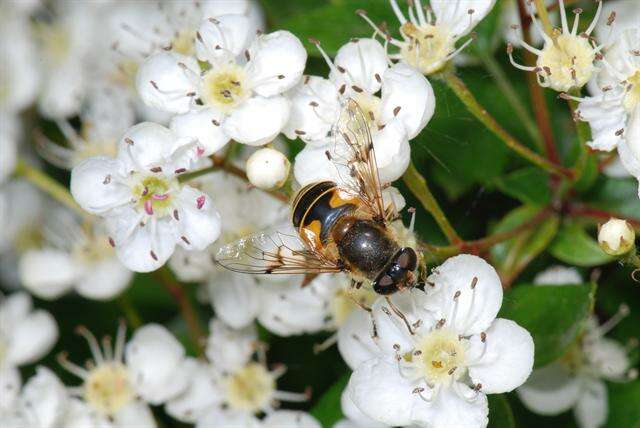 Image of Eristalis lineata (Harris 1776)