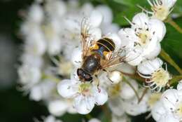 Image of Eristalis lineata (Harris 1776)