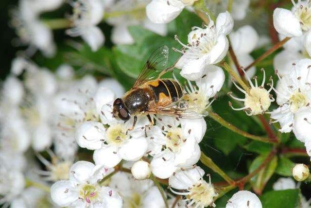 Image of Eristalis lineata (Harris 1776)