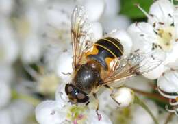 Image of Eristalis lineata (Harris 1776)