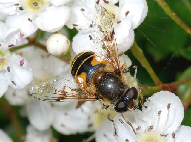 Image of Eristalis lineata (Harris 1776)