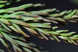 Image de Cryptomeria