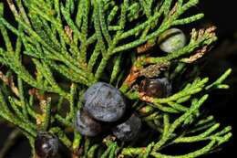 Image of juniper