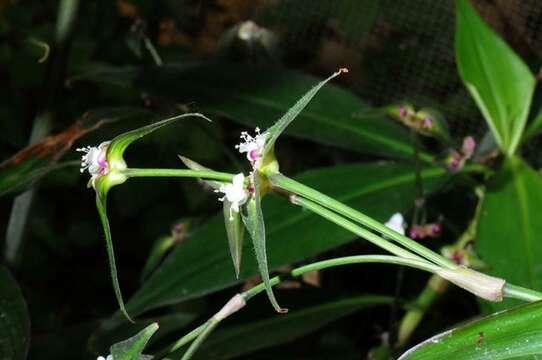 Image of spiderwort