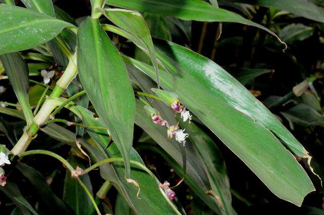 Image of spiderwort