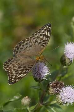 Image of Argynnis