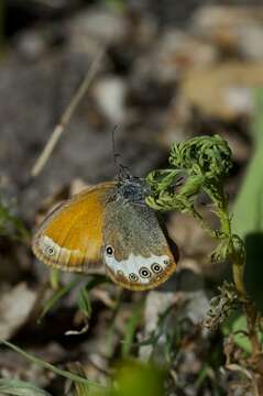 Image of Ringlets