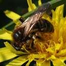 Image de Andrena nigroaenea (Kirby 1802)