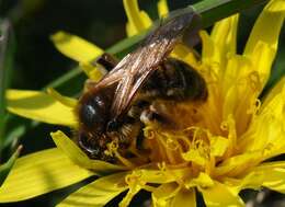 Image of Andrena nigroaenea (Kirby 1802)