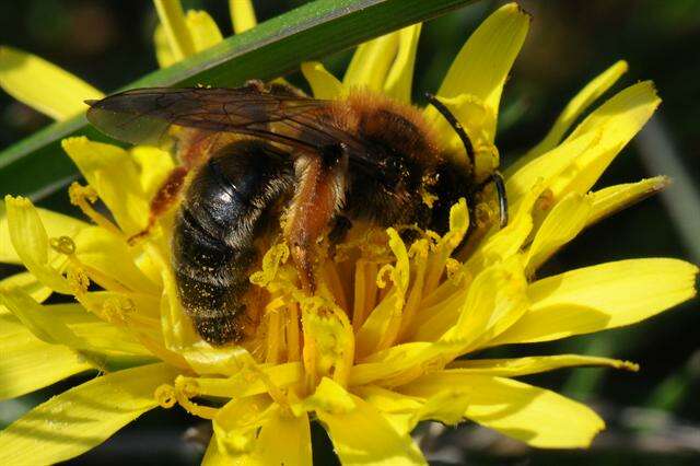 Image of Andrena nigroaenea (Kirby 1802)