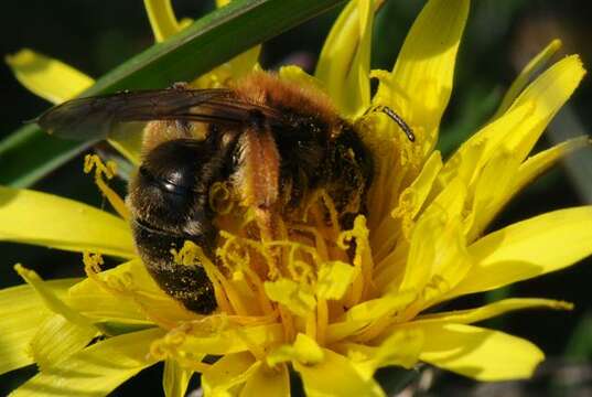 Image de Andrena nigroaenea (Kirby 1802)