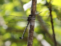 Image of Petalura ingentissima Tillyard 1908