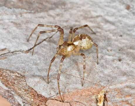 Image of Hammock Spiders