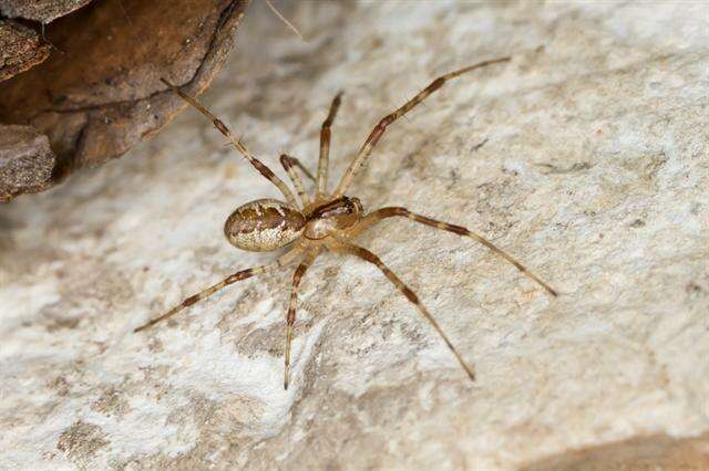 Image of Hammock Spiders