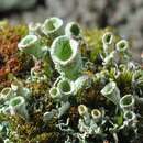 Image of cup lichen