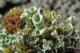 Image of cup lichen