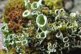 Image of cup lichen