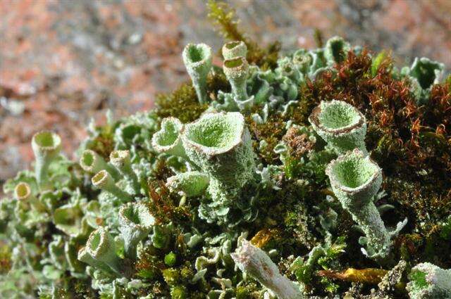 Image of cup lichen