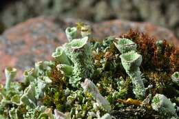 Image of cup lichen
