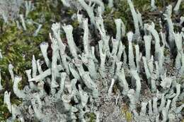 Image of Cladonia polydactyla (Flörke) Spreng.