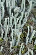 Image of Cladonia polydactyla (Flörke) Spreng.