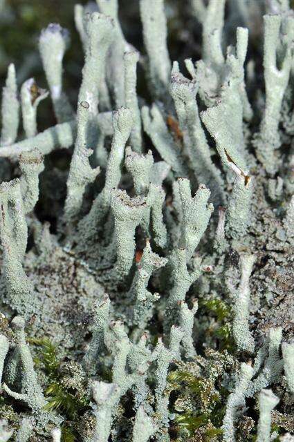 Image of Cladonia polydactyla (Flörke) Spreng.