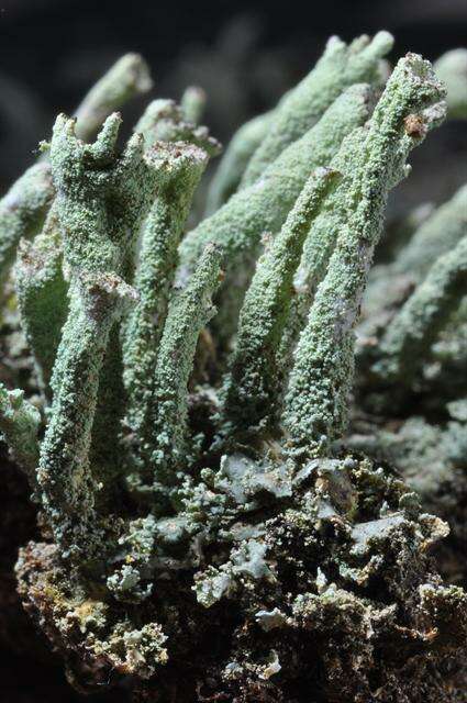 Image of Cladonia polydactyla (Flörke) Spreng.