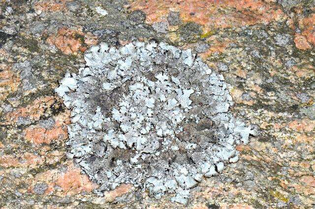 Image of shield lichen