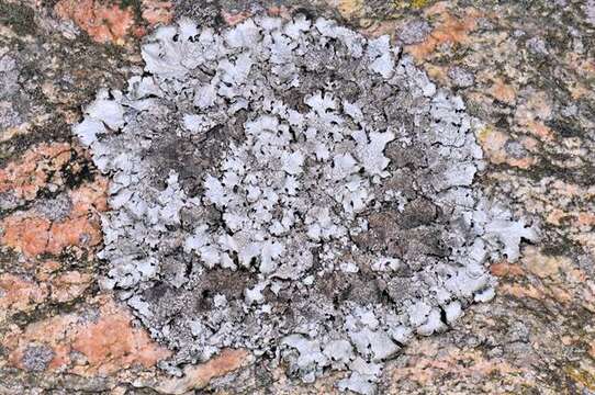 Image of shield lichen