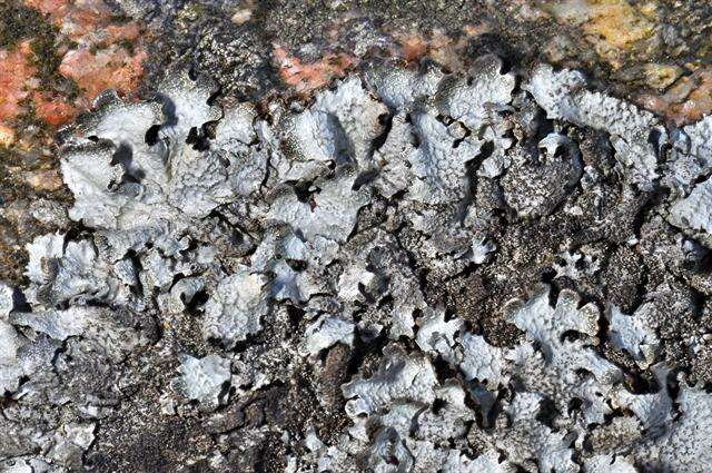 Image of shield lichen