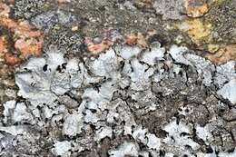 Image of shield lichen