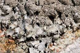 Image of shield lichen