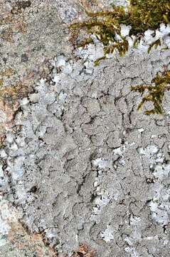 Image of shield lichen