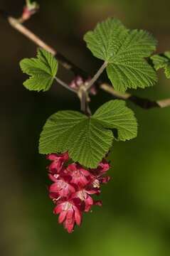 Image of currant