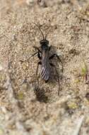 Image of Blue-Black Spider Wasps