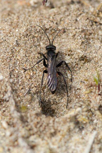 Image of Blue-Black Spider Wasps