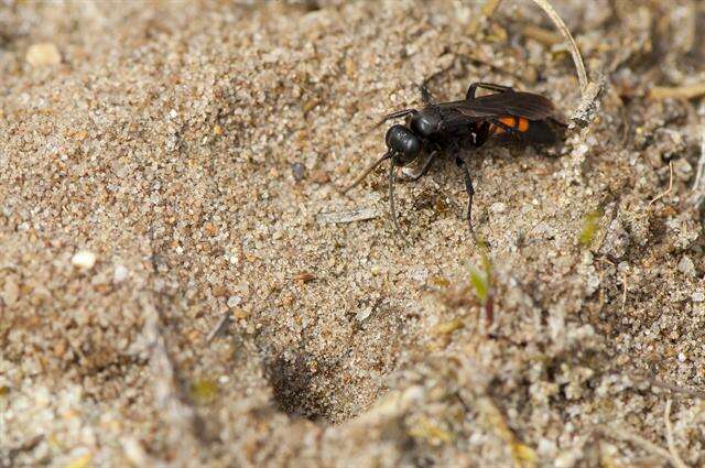 Image of Blue-Black Spider Wasps