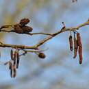 Plancia ëd Alnus subcordata C. A. Mey.