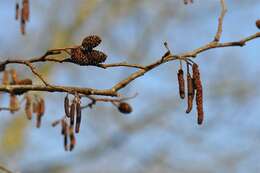 Sivun Alnus subcordata C. A. Mey. kuva