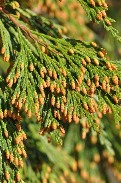 Image of Incense-cedar