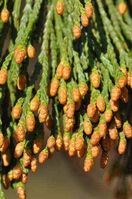 Image of Incense-cedar