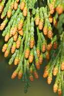 Image of Incense-cedar