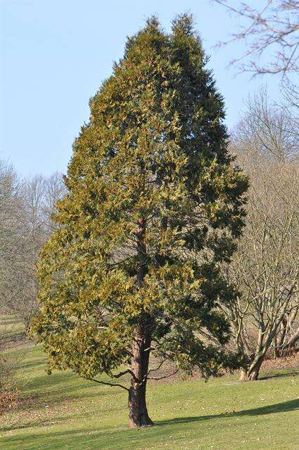 Image of Incense-cedar