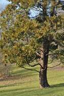 Image of Incense-cedar