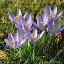 Image of Tomasini's crocus