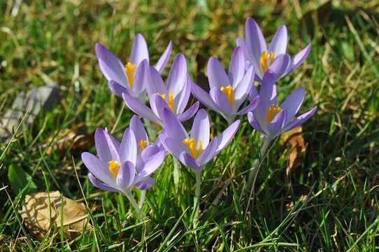 Imagem de Crocus