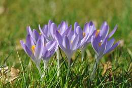 Image of crocus